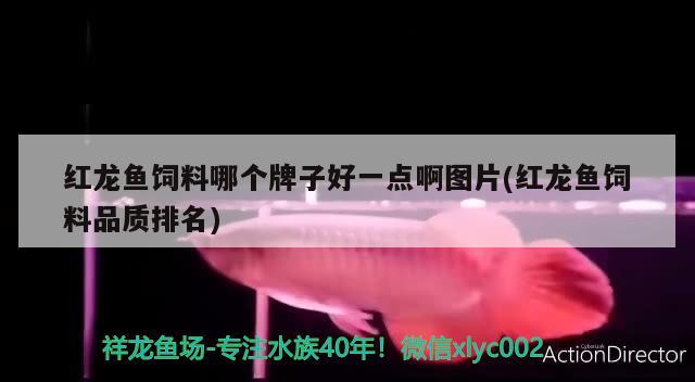 红龙鱼饲料哪个牌子好一点啊图片(红龙鱼饲料品质排名) 赤焰中国虎鱼