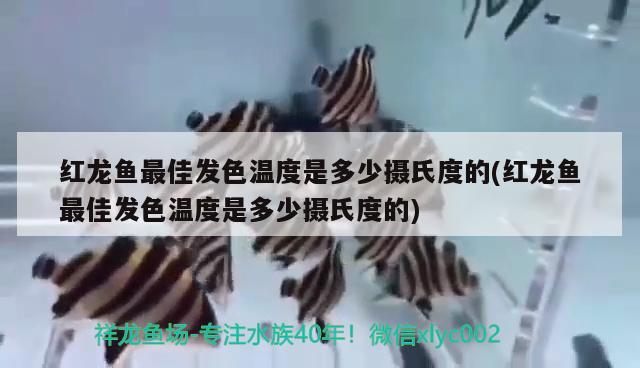 红龙鱼最佳发色温度是多少摄氏度的(红龙鱼最佳发色温度是多少摄氏度的)