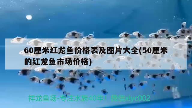 60厘米红龙鱼价格表及图片大全(50厘米的红龙鱼市场价格)