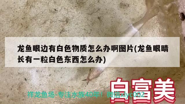 招财猫鱼和龙鱼能一起养吗图片（招财猫和成吉思汗可以混养吗） 泰国虎鱼（泰虎） 第2张