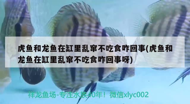 虎鱼和龙鱼在缸里乱窜不吃食咋回事(虎鱼和龙鱼在缸里乱窜不吃食咋回事呀)