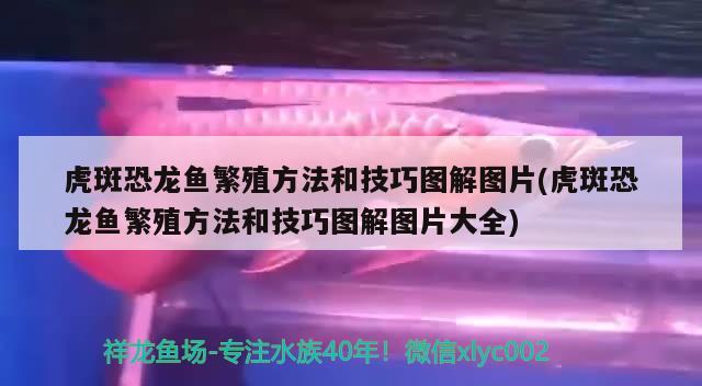 虎斑恐龙鱼繁殖方法和技巧图解图片(虎斑恐龙鱼繁殖方法和技巧图解图片大全) 虎斑恐龙鱼