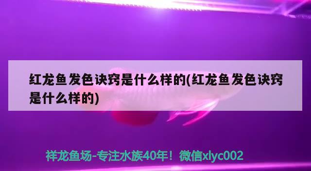 红龙鱼发色诀窍是什么样的(红龙鱼发色诀窍是什么样的) 魟鱼百科