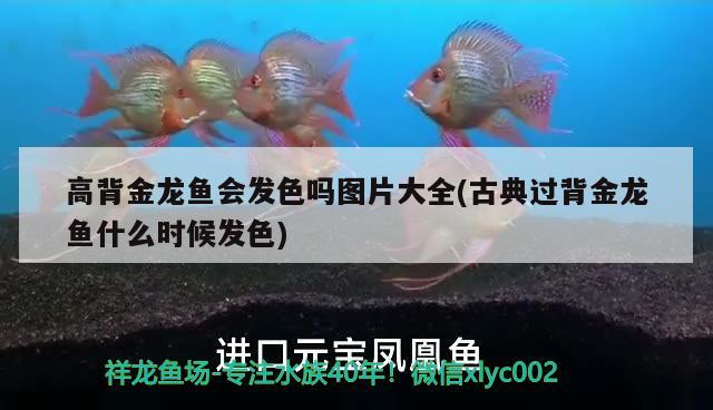 最近懒得去打理水都是浑浊不堪了 金龙鱼粮 第2张