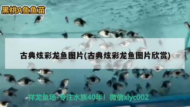 银龙鱼专用鱼粮图片及价格（银龙鱼专用饲料比较好） 观赏鱼饲料 第1张