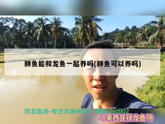 肺鱼能和龙鱼一起养吗(肺鱼可以养吗) 肺鱼