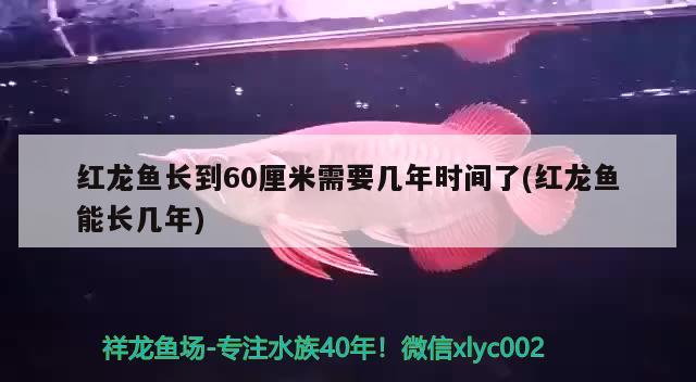 红龙鱼长到60厘米需要几年时间了(红龙鱼能长几年)