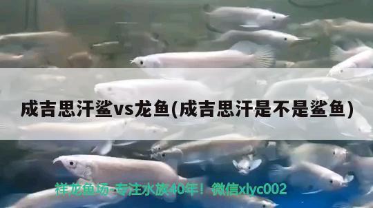 成吉思汗鲨vs龙鱼(成吉思汗是不是鲨鱼)