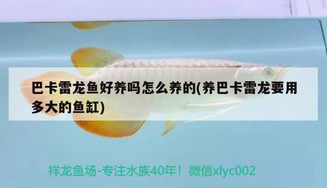 红龙鱼用什么灯光效果好看(金龙鱼用什么灯光好) 肥料