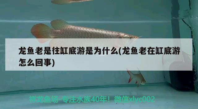 龙鱼老是往缸底游是为什么(龙鱼老在缸底游怎么回事) 虎纹银版鱼