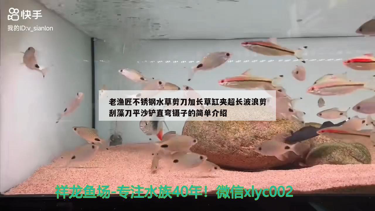 老渔匠不锈钢水草剪刀加长草缸夹超长波浪剪刮藻刀平沙铲直弯镊子的简单介绍