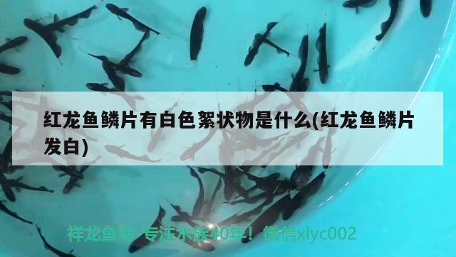 红龙鱼鳞片有白色絮状物是什么(红龙鱼鳞片发白) 女王大帆鱼苗