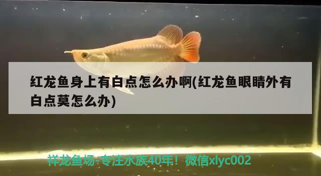 红龙鱼身上有白点怎么办啊(红龙鱼眼睛外有白点莫怎么办)