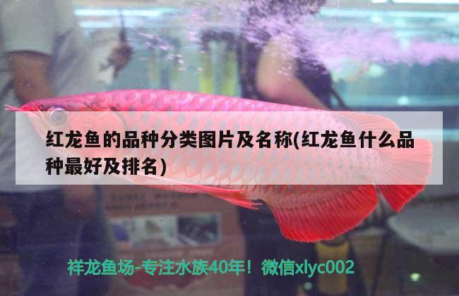 红龙鱼的品种分类图片及名称(红龙鱼什么品种最好及排名) 帝王血钻