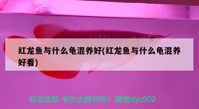 红龙鱼与什么龟混养好(红龙鱼与什么龟混养好看) 乌龟