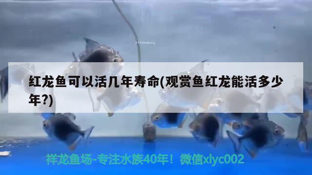 红龙鱼可以活几年寿命(观赏鱼红龙能活多少年?) 金老虎鱼 第2张