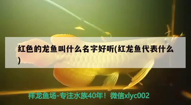 红色的龙鱼叫什么名字好听(红龙鱼代表什么) 星点金龙鱼