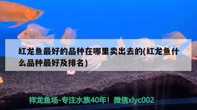 红龙鱼最好的品种在哪里卖出去的(红龙鱼什么品种最好及排名) 祥龙龙鱼鱼粮