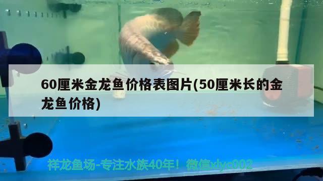 60厘米金龙鱼价格表图片(50厘米长的金龙鱼价格)