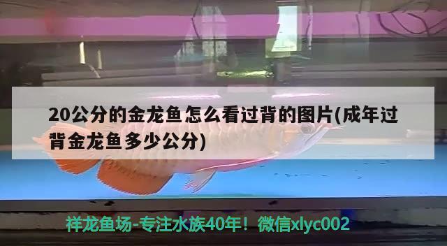 大庆鱼缸厂家直销店在哪儿有，大庆鱼缸厂家直销店在哪儿有 鱼缸等水族设备 第3张