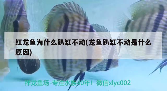 红龙鱼为什么趴缸不动(龙鱼趴缸不动是什么原因) 祥龙水族滤材/器材