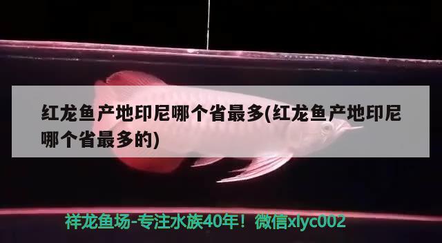 红龙鱼产地印尼哪个省最多(红龙鱼产地印尼哪个省最多的)