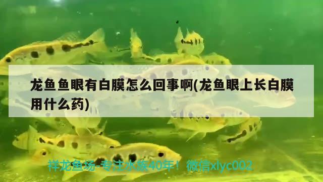 龙鱼鱼眼有白膜怎么回事啊(龙鱼眼上长白膜用什么药)