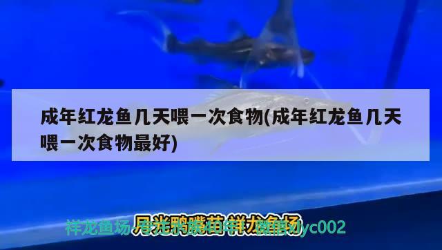 鹤壁新区鱼缸购买指南，鹤壁新区哪里有卖鱼缸的地方啊多少钱一个月