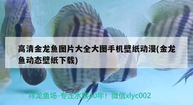 高清金龙鱼图片大全大图手机壁纸动漫(金龙鱼动态壁纸下载) 伊巴卡鱼