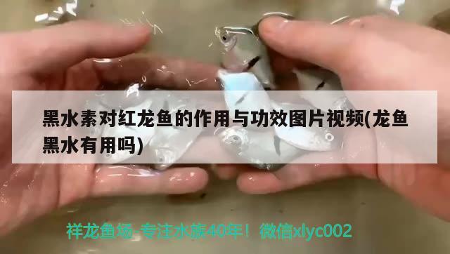 黑水素对红龙鱼的作用与功效图片视频(龙鱼黑水有用吗) 黑水素