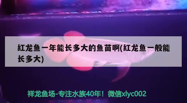 红龙鱼一年能长多大的鱼苗啊(红龙鱼一般能长多大)