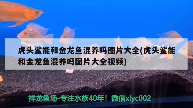 嘉兴哪里有卖鱼缸的市场（爱尔克的灯光阅读答案） 白子红龙鱼 第1张