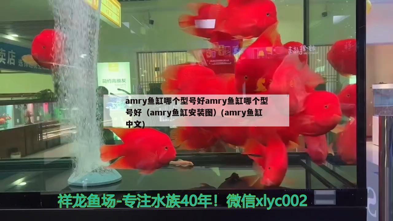 amry鱼缸哪个型号好amry鱼缸哪个型号好（amry鱼缸安装图）(amry鱼缸中文) 狗头鱼