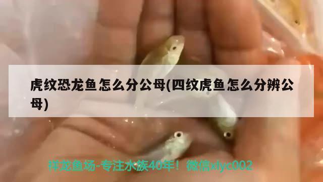 虎纹恐龙鱼怎么分公母(四纹虎鱼怎么分辨公母)