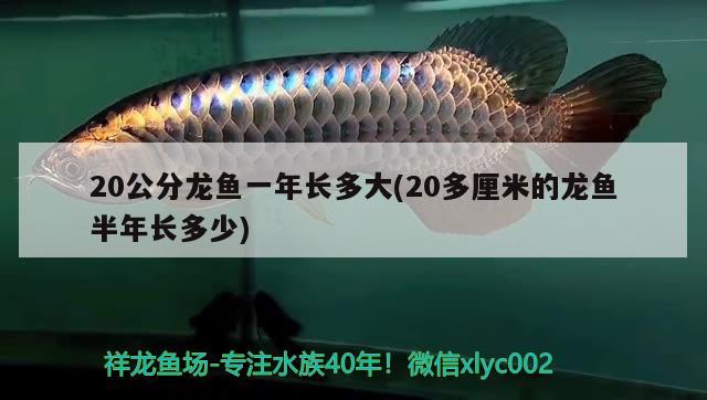 20公分龙鱼一年长多大(20多厘米的龙鱼半年长多少) 白子银龙苗（黄化银龙苗）