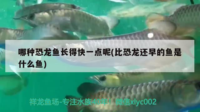 哪种恐龙鱼长得快一点呢(比恐龙还早的鱼是什么鱼) 广州祥龙国际水族贸易
