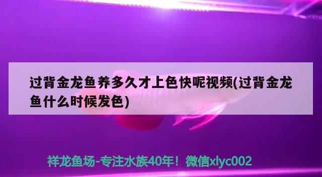 过背金龙鱼养多久才上色快呢视频(过背金龙鱼什么时候发色) 过背金龙鱼