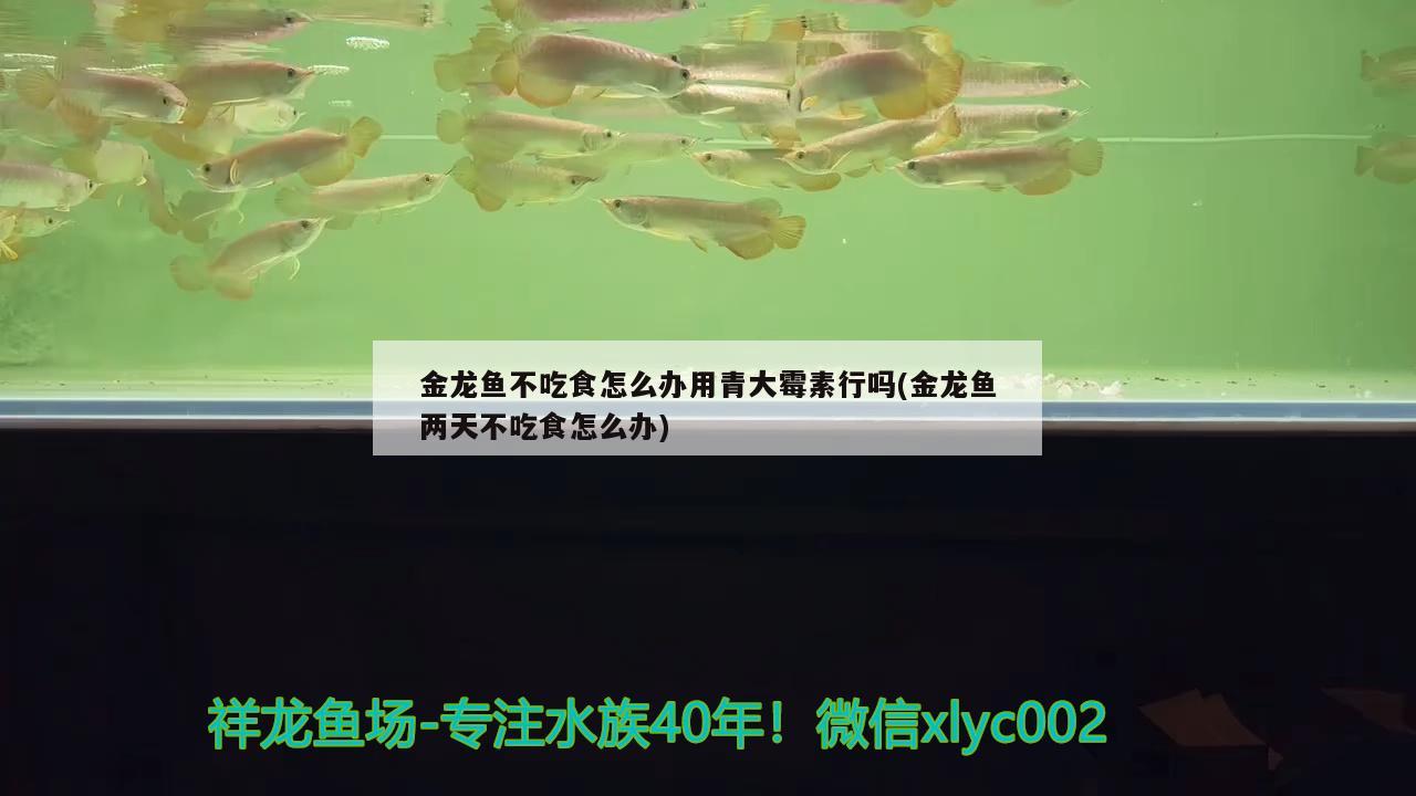 金龙鱼不吃食怎么办用青大霉素行吗(金龙鱼两天不吃食怎么办) 哥伦比亚巨暴鱼苗