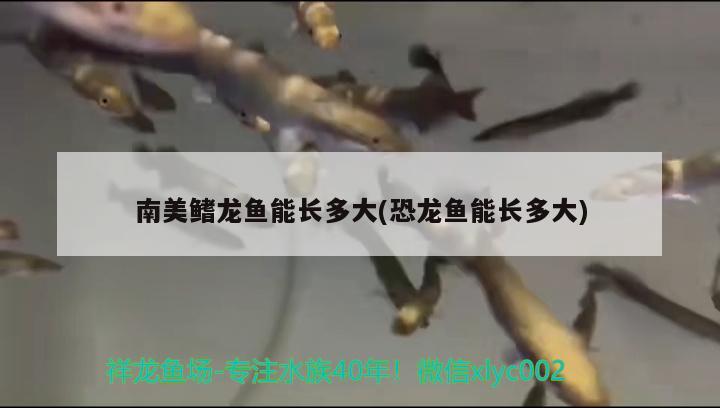 南美鳍龙鱼能长多大(恐龙鱼能长多大) 观赏鱼市场 第2张