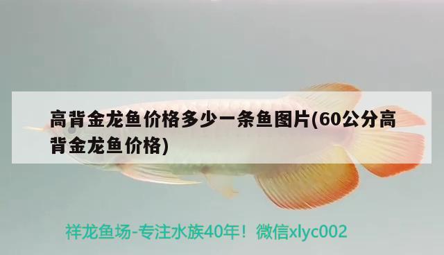 高背金龙鱼价格多少一条鱼图片(60公分高背金龙鱼价格)