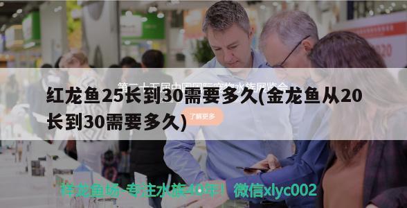 红龙鱼25长到30需要多久(金龙鱼从20长到30需要多久)