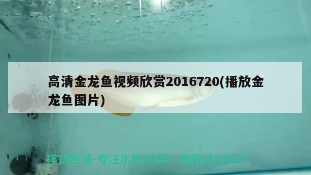 高清金龙鱼视频欣赏2016720(播放金龙鱼图片) 白子球鲨鱼