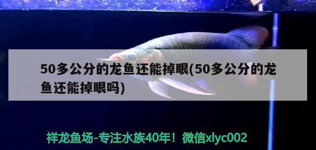 50多公分的龙鱼还能掉眼(50多公分的龙鱼还能掉眼吗)