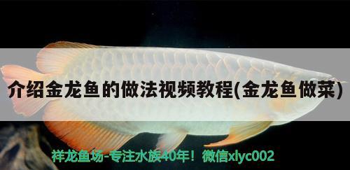 武汉龙鱼上门回收电话（武汉龙鱼上门回收电话号码） 祥龙水族医院 第1张