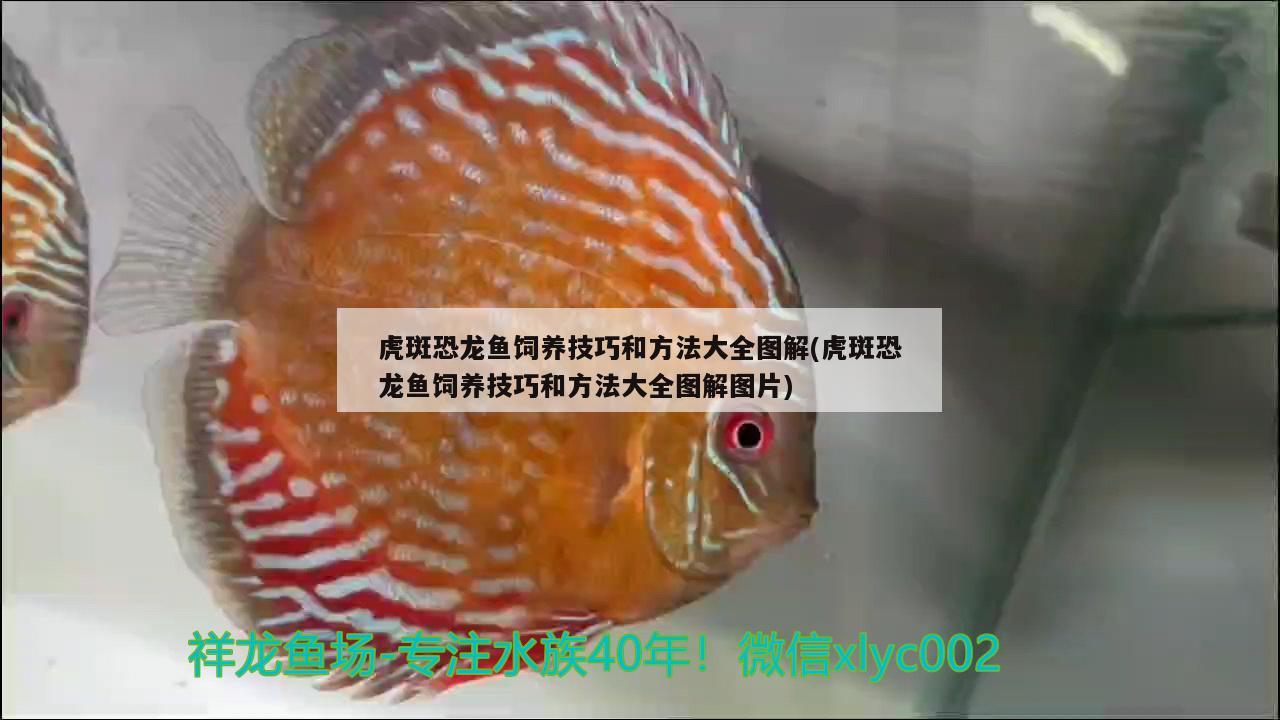 龙睛鱼炸鳞怎么办，为什么金鱼身上的鱼鳞会炸起来 观赏鱼 第2张