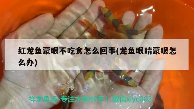 红龙鱼蒙眼不吃食怎么回事(龙鱼眼睛蒙眼怎么办)