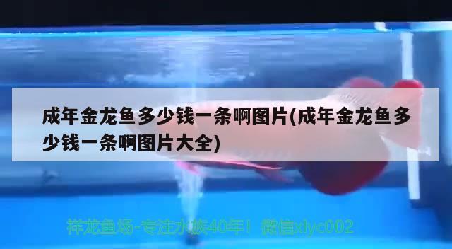 成年金龙鱼多少钱一条啊图片(成年金龙鱼多少钱一条啊图片大全) 红勾银版鱼