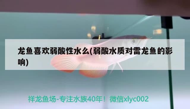 金龙鱼现在多少钱一条：金龙鱼现在多少钱一条啊 祥龙水族医院 第1张