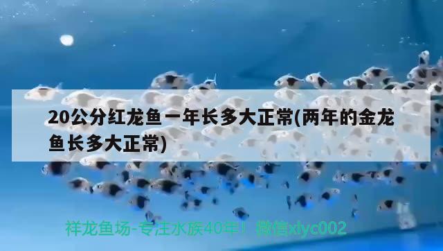 20公分红龙鱼一年长多大正常(两年的金龙鱼长多大正常)