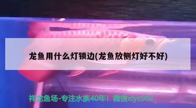 龙鱼用什么灯锁边(龙鱼放侧灯好不好)